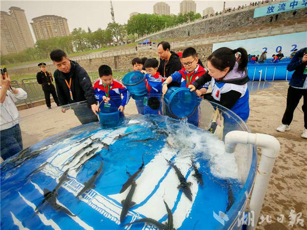 江海接力保护“水中国宝” 期待中华鲟自然繁殖复现长江
