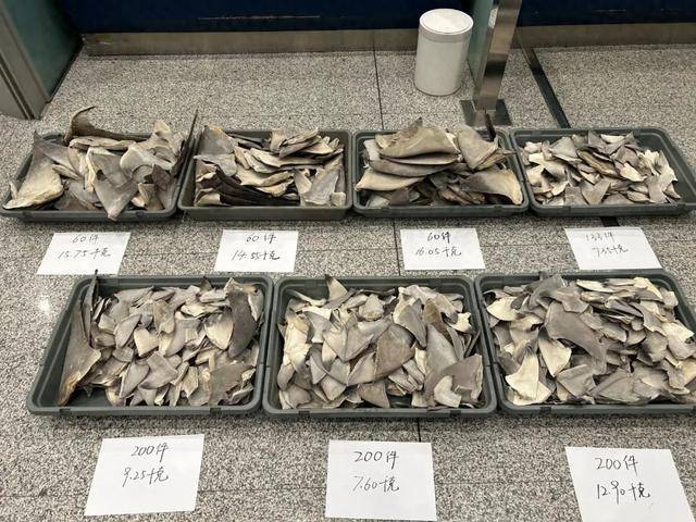 海关查获鲨鱼翅913件，净重83.45千克
